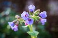 Bild 2 von Lungenkraut-Extrakt 100 ml in Blauglasflasche